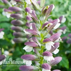 Acanthus Mollis -FloraNest Store ACAN V61154 C