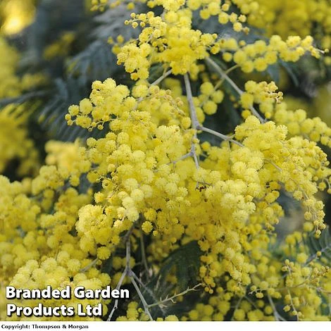 Acacia Dealbata 2 Acacia Dealbata - Image 2