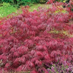 Acer Palmatum Var. Dissectum 'Rubrum' -FloraNest Store ACER V11237 C h