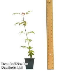 Acer Palmatum 'Atropurpureum' -FloraNest Store ACER ATROPU7CM T44907 A