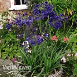 Agapanthus 'Flower Of Love' -FloraNest Store AGAP V72561 D