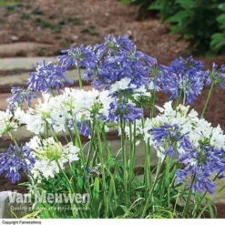 Agapanthus 'Ever White' 5 Agapanthus 'Ever White' -FloraNest Store AGAP VKA3941 B