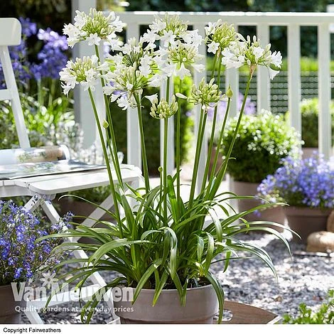 Agapanthus 'Ever White' 1 Agapanthus 'Ever White'