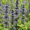 Ajuga Reptans 'Catlins Giant'