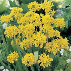 Bumper Spring Bulb Collection -FloraNest Store ALLI T11408 A h