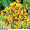 Alstroemeria 'Sweet Laura'
