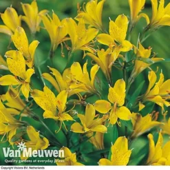 Alstroemeria 'Sweet Laura' -FloraNest Store ALST 61567 B