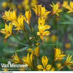 Alstroemeria 'Sweet Laura' -FloraNest Store ALST 61567 D