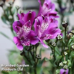 Alstroemeria 'Butterfly Hybrids' 11 Alstroemeria 'Butterfly Hybrids' -FloraNest Store ALST BUTTERHYB L39298