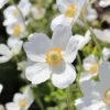 Anemone Sylvestris