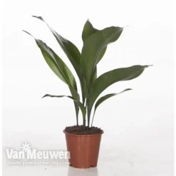 Aspidistra Elatior (House Plant) -FloraNest Store ASPI VKA2850 A