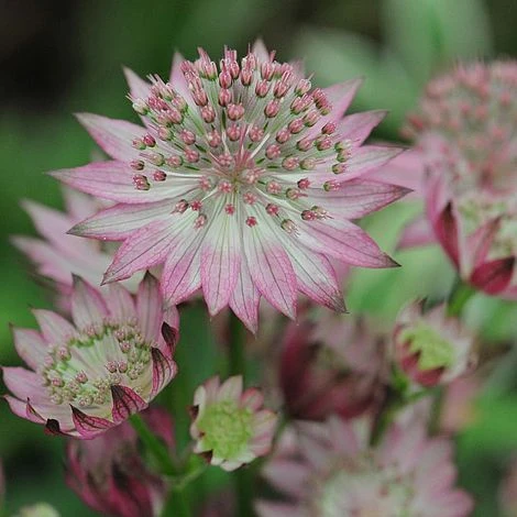 Astrantia Major 'Roma' 1 Astrantia Major 'Roma'