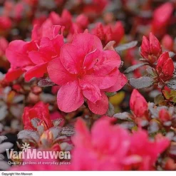 Azalea 'Dwarf Collection' 8 Azalea 'Dwarf Collection' -FloraNest Store AZAL V53136 B