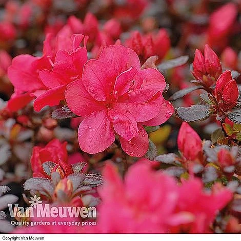 Azalea 'Dwarf Collection' 3 Azalea 'Dwarf Collection' - Image 3