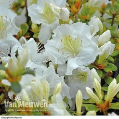 Azalea 'Dwarf Collection' 9 Azalea 'Dwarf Collection' -FloraNest Store AZAL V53136 C