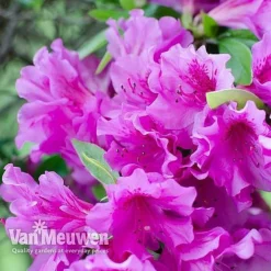 Azalea 'Dwarf Collection' 10 Azalea 'Dwarf Collection' -FloraNest Store AZAL V53136 D