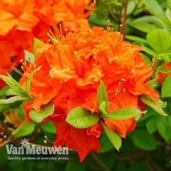 Azalea 'Dwarf Collection' 11 Azalea 'Dwarf Collection' -FloraNest Store AZAL V53136 E