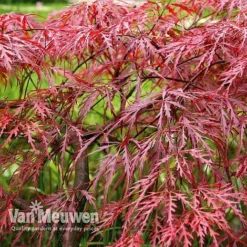 Acer Palmatum Var. Dissectum 'Rubrum' -FloraNest Store Acer dissectum rubrum
