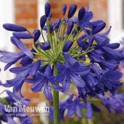 Front Page -FloraNest Store Agapanthus Flower Of Love
