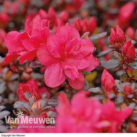Azalea 'Dwarf Red' 1 Azalea 'Dwarf Red'