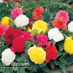 Begonia 'Double Flowered Mixed' -FloraNest Store BEGO 12544 A