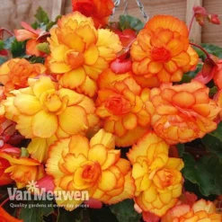 Begonia 'Cascading Fireball' -FloraNest Store BEGO 69301 C