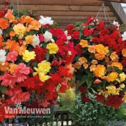 Begonia 'Illumination Mixed' 12 Begonia 'Illumination Mixed' -FloraNest Store BEGO P86758 B