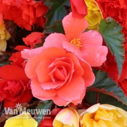 Begonia 'Illumination Mixed' 17 Begonia 'Illumination Mixed' -FloraNest Store BEGO P86758 D
