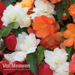 Begonia 'Illumination Mixed' 18 Begonia 'Illumination Mixed' -FloraNest Store BEGO P86758 E