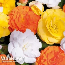Begonia 'Nonstop Citrus Mix' -FloraNest Store BEGO V48976 C