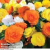 Begonia 'Nonstop Citrus Mix'