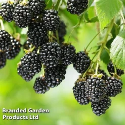 Blackberry 'Black Cascade' -FloraNest Store BLAC BLACKCASC L38071