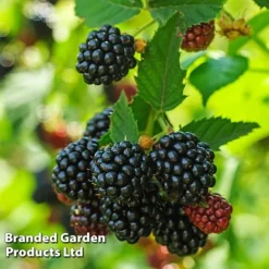 Blackberry 'Black Cascade' -FloraNest Store BLAC BLACKCASC L38072