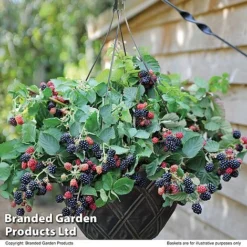 Blackberry 'Black Cascade' -FloraNest Store BLAC BLACKCASC T11897