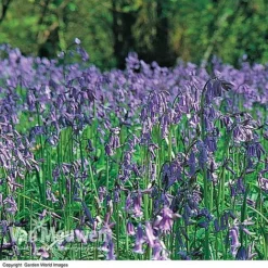English Bluebells -FloraNest Store BLUE 26750 D