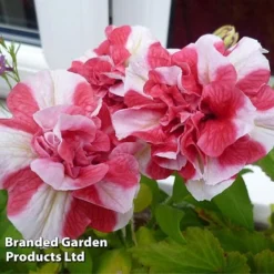 Petunia 'Cherry Ripple' (Tumbelina Series) -FloraNest Store BrandedGP Copyright Image cherry3