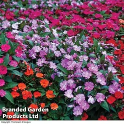 Nurseryman’s Choice Summer Favourites -FloraNest Store BrandedGP Copyright Image impa