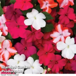 Nurseryman’s Choice Summer Favourites -FloraNest Store BrandedGP Copyright Image red impa