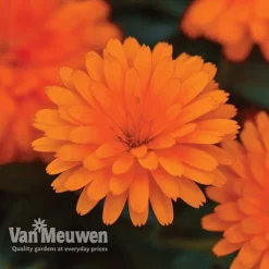 Calendula 'Power Daisy' Collection -FloraNest Store CALE VKA1013 C