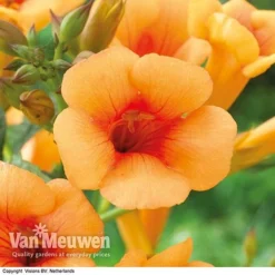 Campsis X Tagliabuana 'Indian Summer' -FloraNest Store CAMP V63780 F