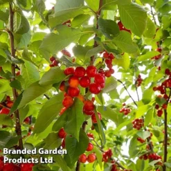 Cherry 'Sylvia' (Mini Fruit Tree) 9 Cherry 'Sylvia' (Mini Fruit Tree) -FloraNest Store CHER T10442 C