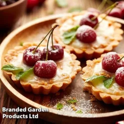 Cherry 'Sylvia' (Mini Fruit Tree) 12 Cherry 'Sylvia' (Mini Fruit Tree) -FloraNest Store CHER T10442 F