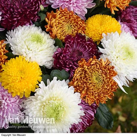 Chrysanthemum 'Incurved Mixed' 2 Chrysanthemum 'Incurved Mixed' - Image 2