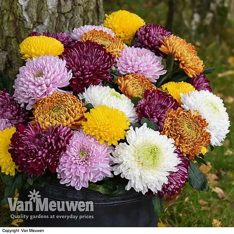 Chrysanthemum 'Incurved Mixed' 3 Chrysanthemum 'Incurved Mixed' - Image 3