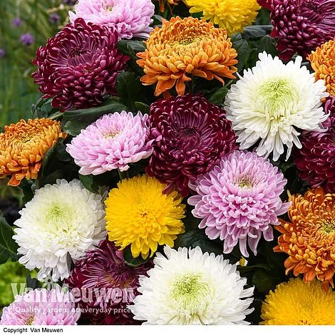 Chrysanthemum 'Incurved Mixed' 1 Chrysanthemum 'Incurved Mixed'