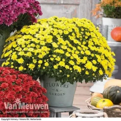 Chrysanthemum 'Hardy Patio Improved' 7 Chrysanthemum 'Hardy Patio Improved' -FloraNest Store CHRY V17671 C