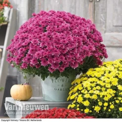 Chrysanthemum 'Hardy Patio Improved' 8 Chrysanthemum 'Hardy Patio Improved' -FloraNest Store CHRY V17671 D