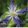 Clematis X Aromatica