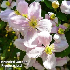 Clematis Montana 'Mayleen' -FloraNest Store CLEM MAYLEEN L39277