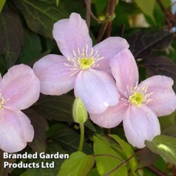 Clematis Montana 'Mayleen' -FloraNest Store CLEM MAYLEEN L39278
